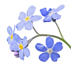 Fototapeta na wymiar blue forget-me-not five fine blooms small group