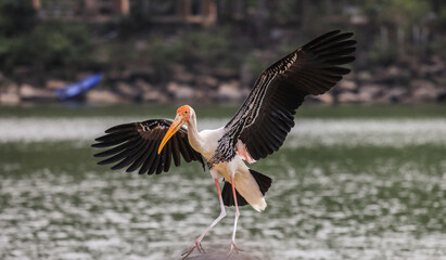 Painted stork with Heavy Yellow Beak in Flight under the Water in Thailand