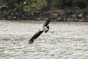 Painted stork with Heavy Yellow Beak in Flight under the Water in Thailand
