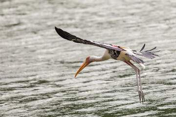 Painted stork with Heavy Yellow Beak in Flight under the Water in Thailand