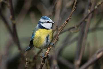 Beautiful eurasian blue tit bird sitting on thin twig looking to the side