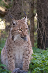 Naklejka na ściany i meble Carpathian lynx sitting with prey and tearing piece of rabbit fur in deep forest. Eurasian lynx with rabbit hair in mouth eating flesh in wild national park High Tatra Mountains. Medium-sized wild cat