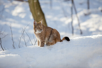 Young carpathian lynx sitting in forest on snowdrift. Winter scene from wild nature Carpathians, habitat area eurasian lynx. Wildcat looking at the landscape in the sunny weather. Central Europe