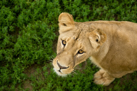 Katanga Bilder Durchsuchen 427 Archivfotos, und Videos