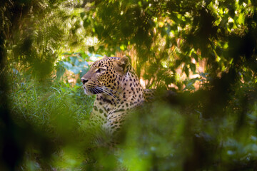Ceylon leopard hidden in dense vegetation in Yala National Park on a hot sunny day. Sri Lankan leopard male resting in the shade in the wild nature of Sri Lanka camouflaged by grass and spots on fur.