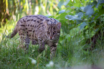 Fishing cat walking in dense vegetation in Dudhwa National Park. Wild cat watching prey in grass in evening sun. Prionailurus viverrinus is a medium-sized spotted wild cat of South and Southeast Asia