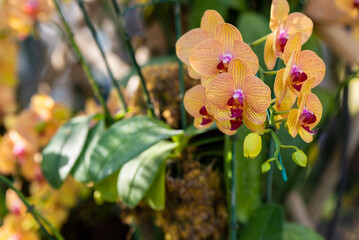 Close up of yellow orchid flower in orchid farm plantation.