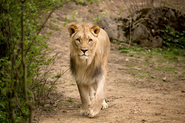 Young katanga lion walk on sand and watching prey in Kafue National Park. Curious male in...
