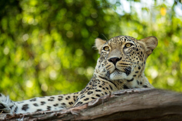 Persian leopard resting at the sunset in Caspian Hyrcanian Rainforest. Caucasian leopard lies on a tree branch in wild along the Alborz mountain chain. Central Asian leopard, Panthera pardus tulliana