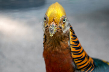 bad pyrmont Tierpark Goldfasan