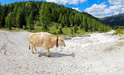 Mountain cow grazing on dry creek bed with no water