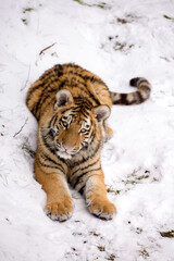 Curious amur tiger cub lies on the snow. Cute siberian tiger baby stares at the camera. Detailed cold scene of wild big cat looking eye to eye on a snowy dry grass on white winter background.