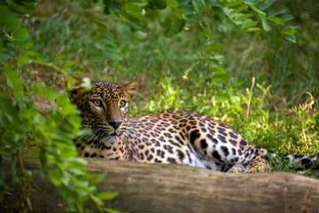 Fototapeten Ceylon leopard female resting at the sunset in Yala National Park. Sri Lankan leopard hidden from behind tree trunk and tree leaves in evening sun. Big cat from wild Sri Lanka. Panthera pardus kotiya © Luk