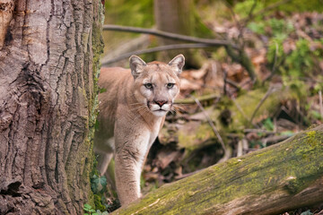 Naklejka na ściany i meble Mountain lion female watching prey in dense forest of Glacier National Park. North American cougar in wilderness of Rocky Mountains hides behind a tree at Northwestern Montana. Puma concolor couguar