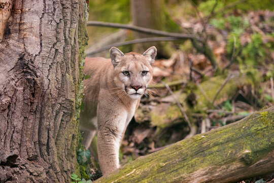 Mountain lion female watching prey in dense forest of Glacier National Park. North American cougar in wilderness of Rocky Mountains hides behind a tree at Northwestern Montana. Puma concolor couguar