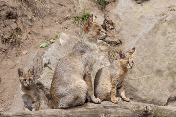 Jungle cat family, mother and two cub sitting on a tree trunk with background of the slope with rocks. Swamp lynx is a medium-small cat native to the Middle East. Adult reed cat side view. Felis Chaus
