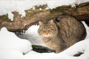 European wildcat sitting hidden in a snowdrift under a tree trunk. Winter scene from wild nature Carpathian Mountains. Wild cat crouching in frosty weather in snow with a fluffy fur. Felis silvestris