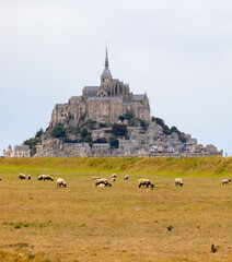 sheep grazing and the abbey of mont saint michel in normandy in northern france in summer
