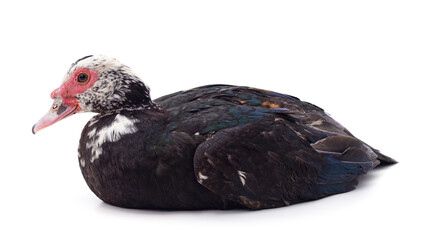 One gray duck.
