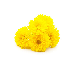 Beautiful yellow chrysanthemums.