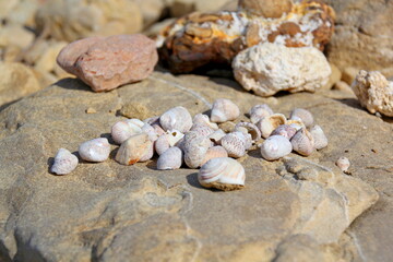 Muscheln am Strand