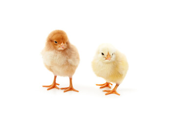 Many small chickens.