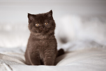 Obraz na płótnie Canvas Britisch Kurzhaar Kitten Katze in chocolate 