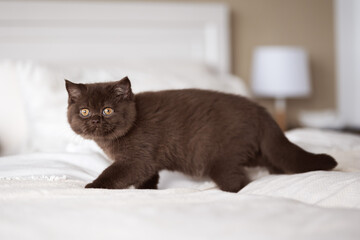 Britisch Kurzhaar Kitten Katze in chocolate
