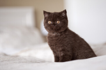 Britisch Kurzhaar Kitten Katze in chocolate
