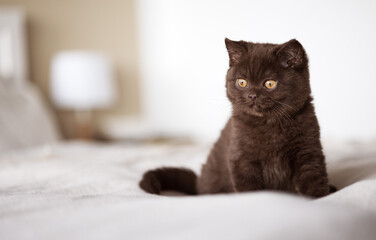 Britisch Kurzhaar Kitten Katze in chocolate
