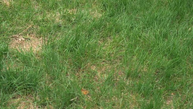 lawn in poor condition. green and brown spoiled grass, lack of lawn care and maintenance of lawn covering. pan right. close up.