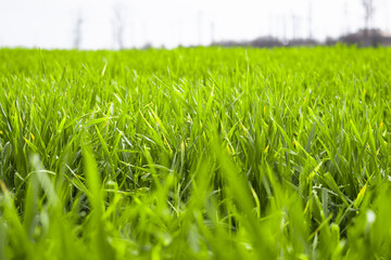 green grass background