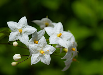 white flowers in the garden