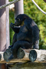 esemplare di Scimpanzé al Parco Natura Viva