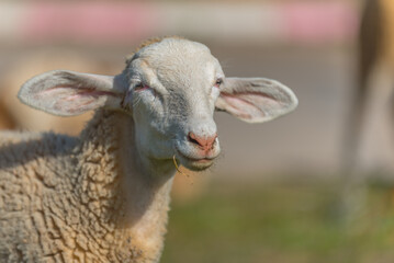 A little brown and white lamb feeding on grass with its mother