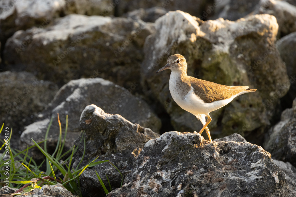 Wall mural A spotted sandpiper (Actitis macularius) stands on rocks on Longboat Key, Florida