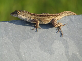 Naklejka premium Lizard 