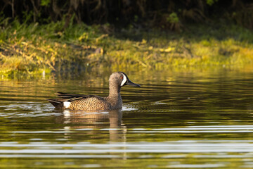 A blue-winged teal (Anas discors) duck on a pond in the evening on Longboat Key, Florida