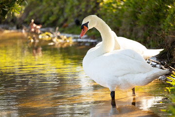 Fototapeta premium A swan (Cygnus sp.) stands in a pond looking elegant and regal on Longboat Key, Florida.