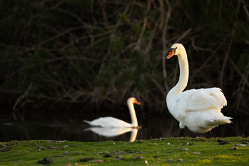 Two swans (Cygnus sp.) looking peaceful on a golf course on Longboat Key, Florida