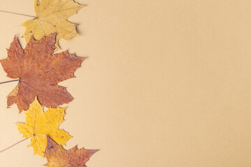 Naklejka na ściany i meble Red, orange and yellow maple leaves on beige background. Top view. Autumn background. Space for text