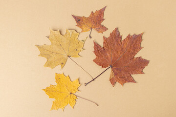 Naklejka na ściany i meble Red, orange and yellow maple leaves on beige background. Top view. Autumn background