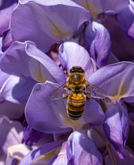 bee on a flower