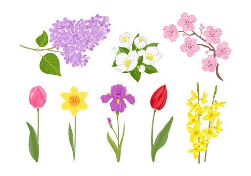 Spring flowers collection.Set of blooming plants. Vector cartoon branch of lilac, cherry blossom, forsythia or golden bells, jasmine, tulip, daffodil and iris isolated on white. Floral illustration.