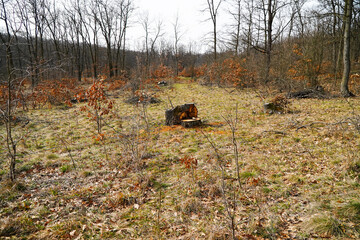 Deforested forest. Cut trees. Remains of trees. Massive deforestation
