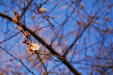 White blossoms of a fruit tree in the spring	