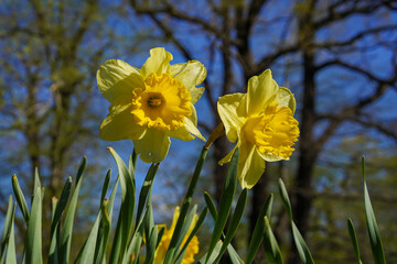 Bright yellow wild Daffodil flowers in the sun 