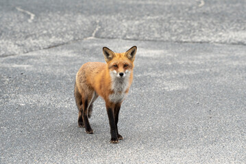Fototapeta premium Red Fox