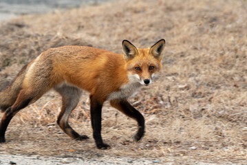 Red Fox