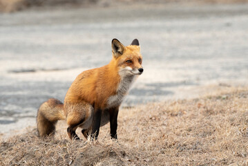 Red Fox